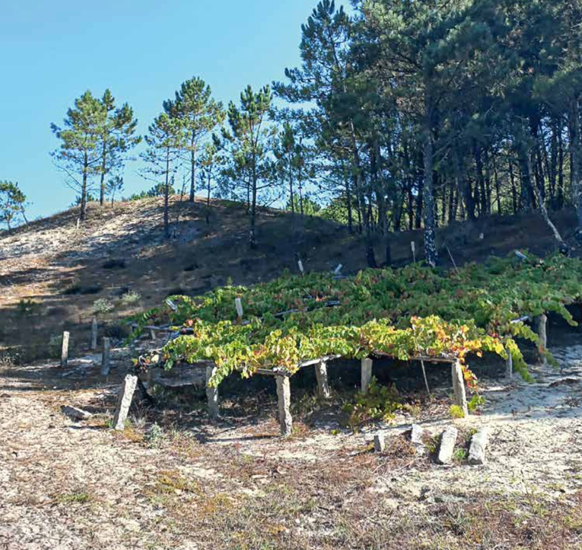 Resistencia Viticulturista, Antonio Portela - Namorado Clarete Das Áreas 2019